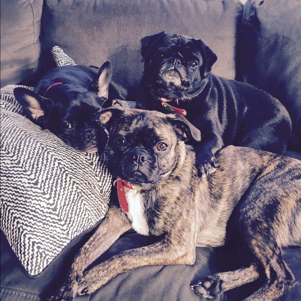 Meet your Posher Raffydogs